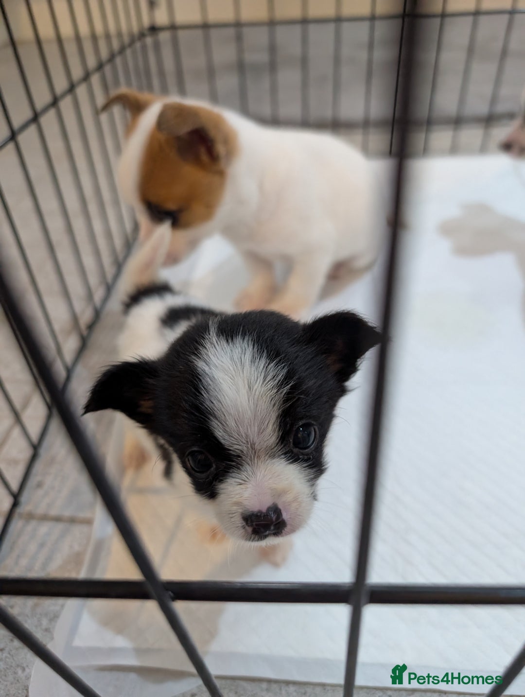 Jack Russell dogs for sale: Gorgeous miniature Jack Russell puppies  - Image 2