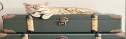 Bengal cats for sale: TICA, GCCF Champion Bloodline Bengal Kittens in London - Advert 1
