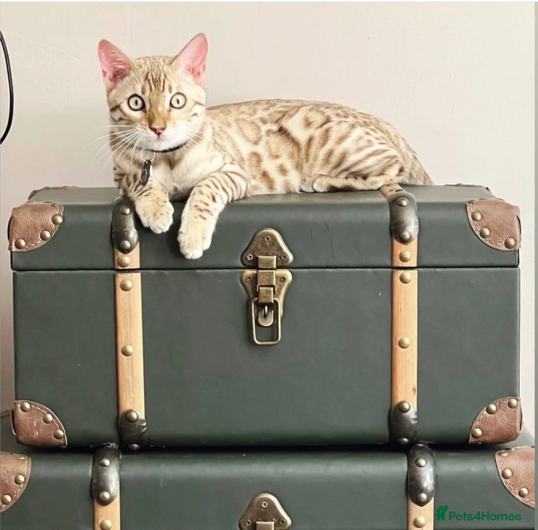 Bengal cats for sale: TICA, GCCF Champion Bloodline Bengal Kittens in London - Advert 1