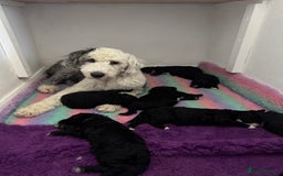 Sheepadoodle dogs for sale: Miniature Sheepadoodles (F1) - Image 29