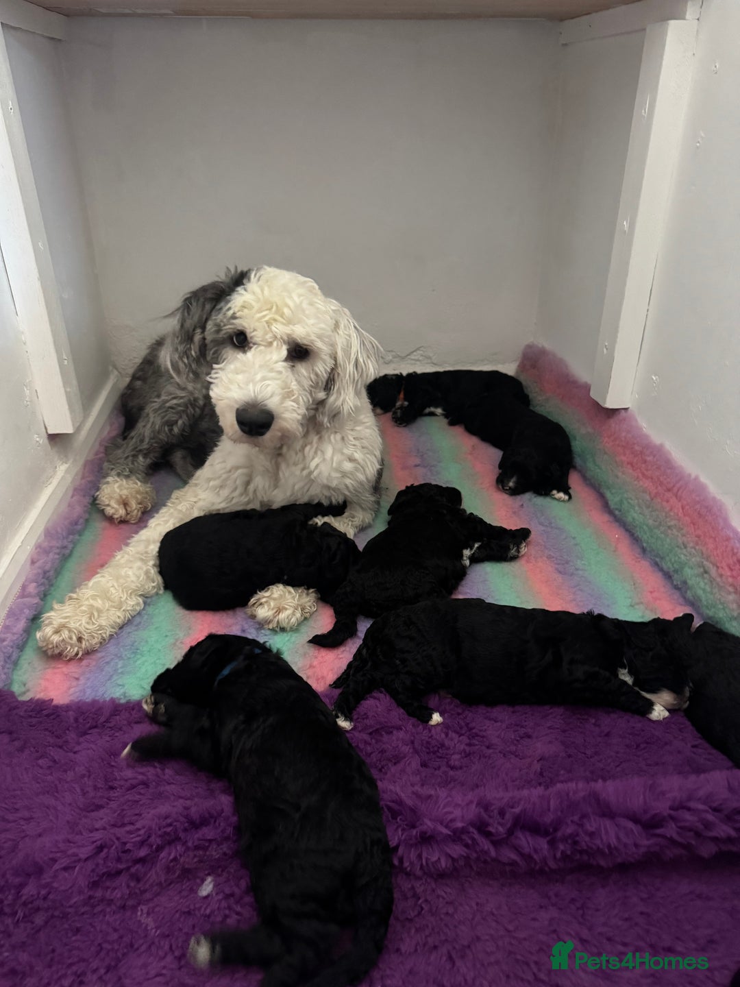 Sheepadoodle dogs for sale: Miniature Sheepadoodles (F1) - Image 29