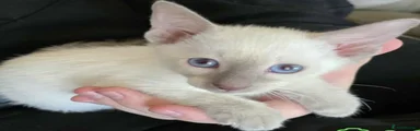 Siamese Kitten 4
