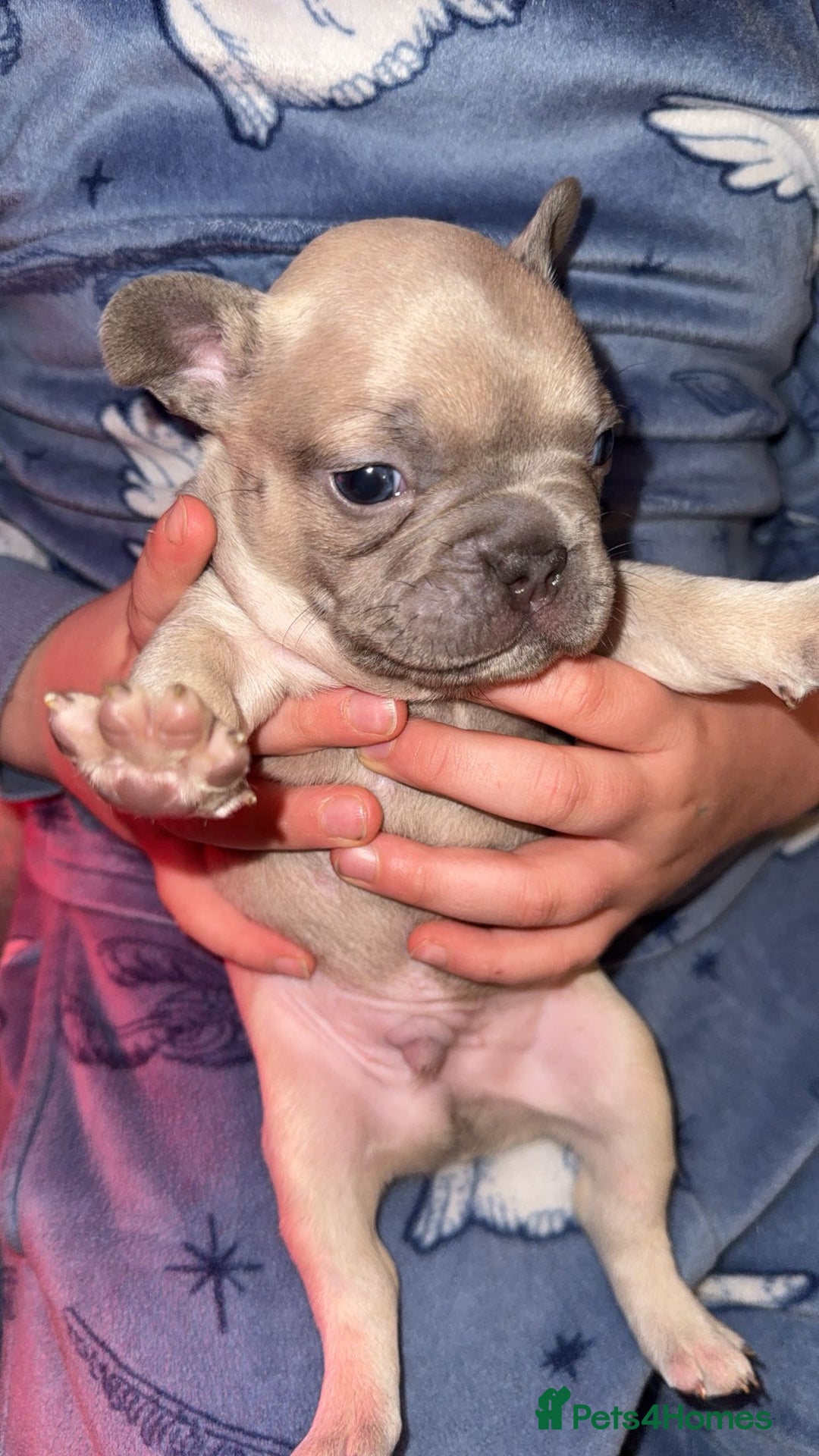 French Bulldog dogs for sale: French bull dog puppy’s  - Advert 19