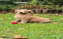 Double Doodle dogs for sale: Just two girls left. Looking for forever homes - Image 8