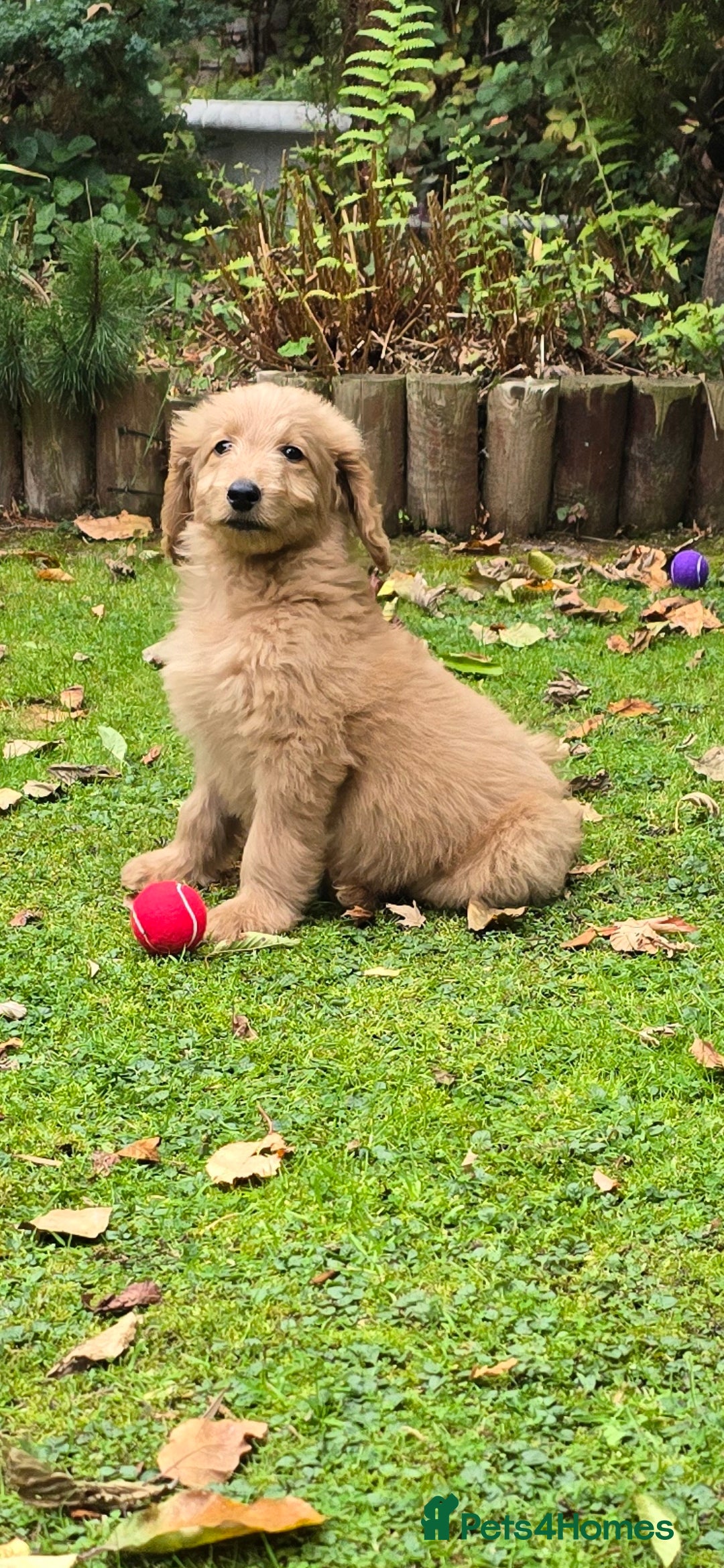 Double Doodle dogs for sale: Just two girls left. Looking for forever homes - Image 8