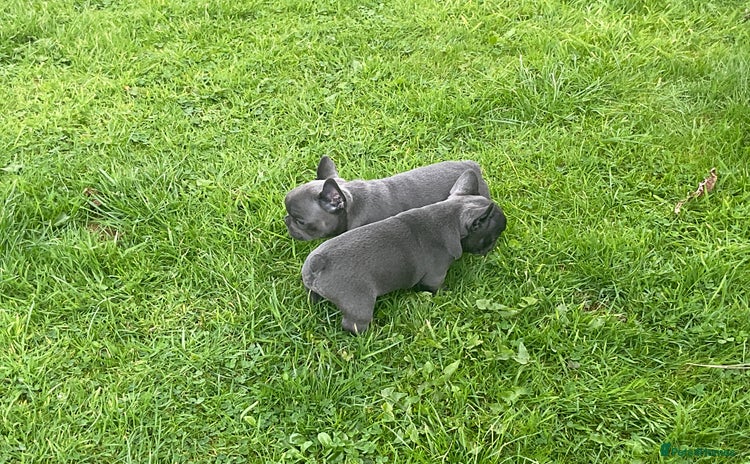 French Bulldog dogs - Advert 1