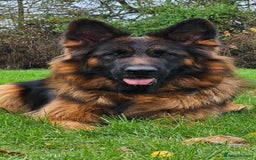 German Shepherd dogs for sale: Beautiful girl available  - Image 5