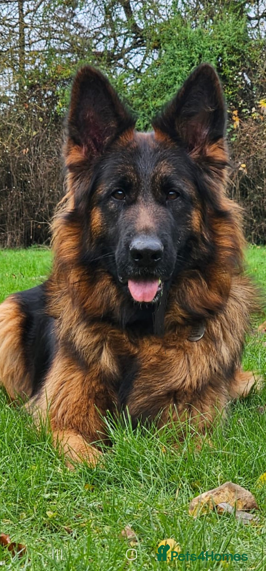 German Shepherd dogs for sale: Beautiful girl available  - Image 5