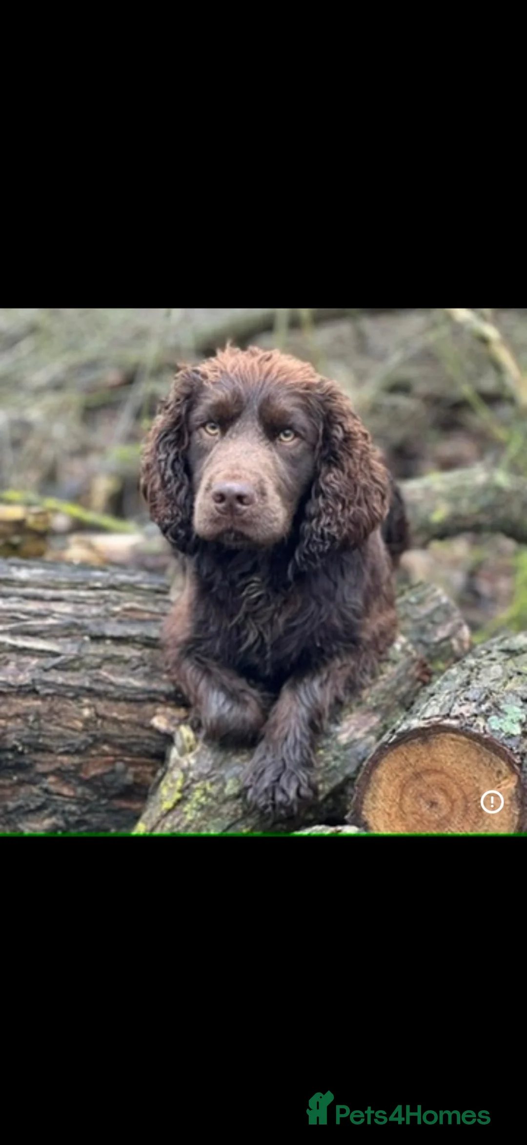 Cocker Spaniel dogs for stud: Kc reg Stunning Cocker spaniel  - Advert 1