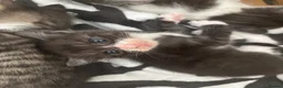 Mixed Breed cats for sale: Bengal cross kittens - Advert 4