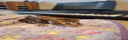 Mixed Breed cats for sale: Kittens - Advert 14