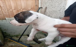 American Bulldog dogs for sale: Amercian Bulldog Pups 🐾  - Image 17