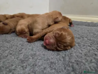 Labrador Retriever dogs KC Fox Red Labrador Puppies - Advert 4