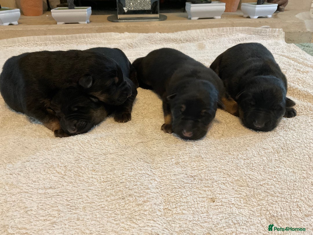 German Shepherd dogs for sale: Quality litter show line/working line puppy’s  - Advert 14