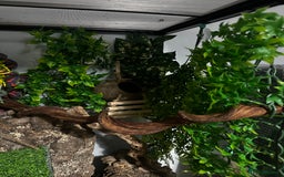 Gecko reptiles for sale: Dalmatian crested gecko - Image 6