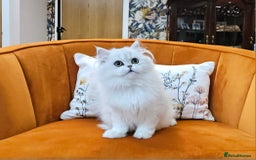British Longhair cats for sale: Excellent Scottish straight Highland Kittens - Image 12