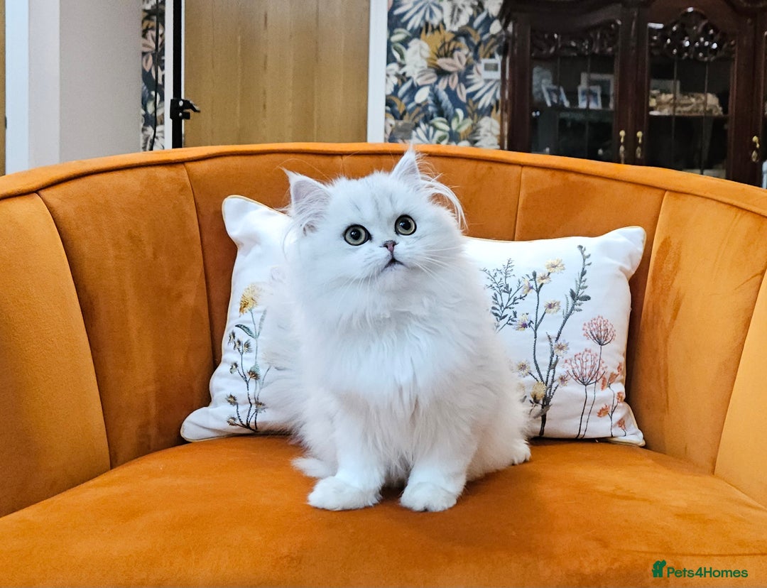British Longhair cats for sale: Excellent Scottish straight Highland Kittens - Image 12