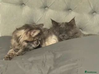 Maine Coon cats Loving home - Russian blue diamond - Advert 1