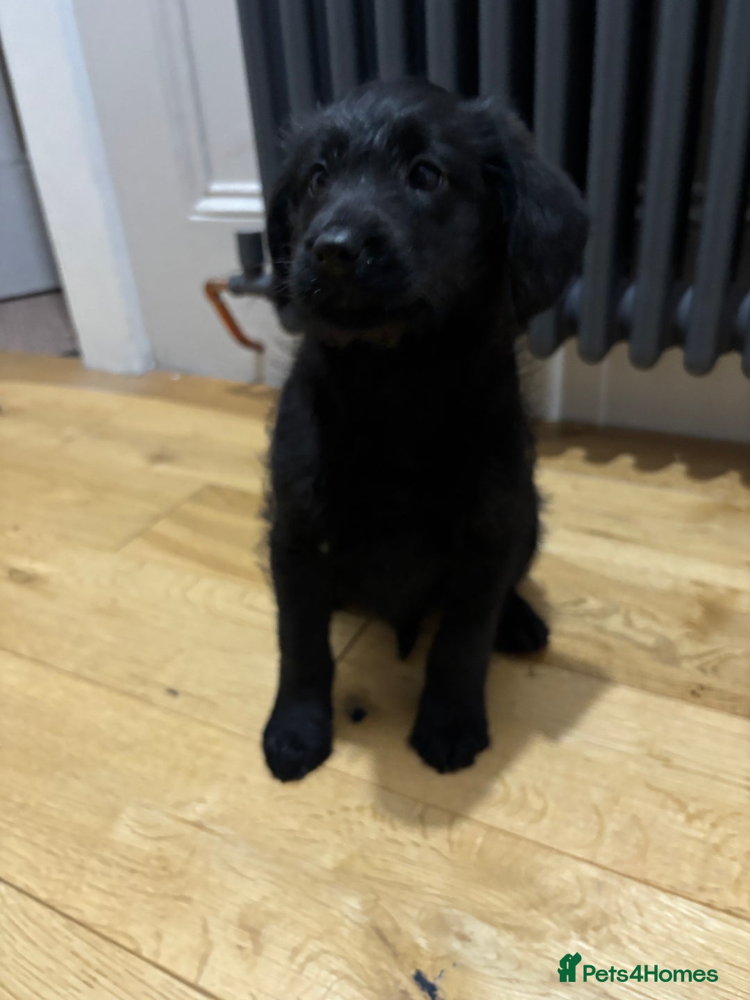Labradoodle dogs for sale: Gorgeous f1b Labradoodle Puppies KC Parents - Advert 2