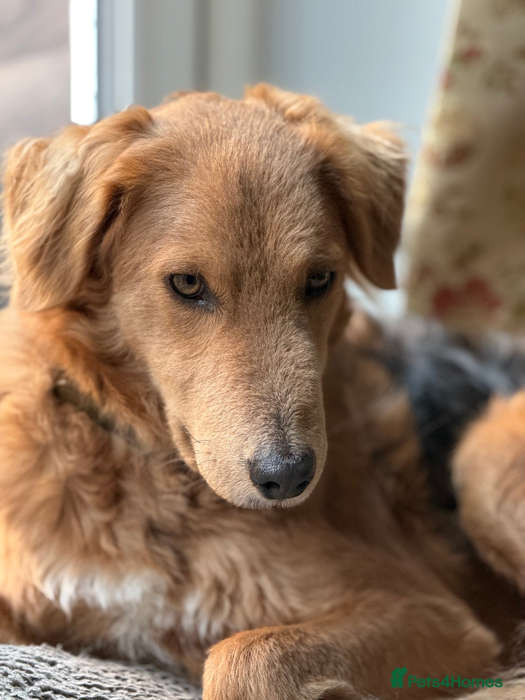 Mixed Breed dogs for adoption: Sweet Nathan Is looking for Love  - Image 1