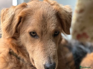Mixed Breed dogs - Advert 19