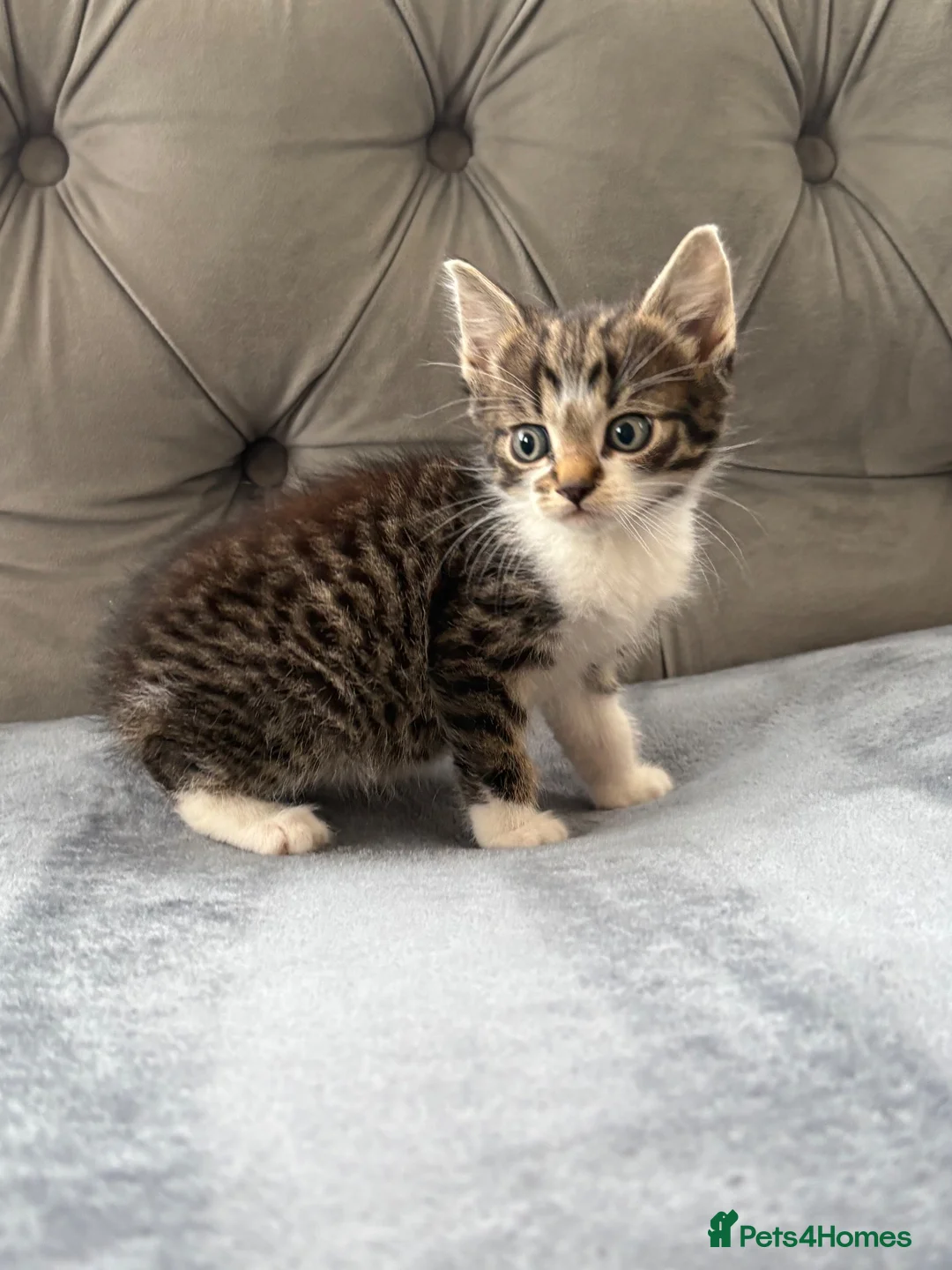 Mixed Breed cats for sale: Beautiful kittens  - Advert 1