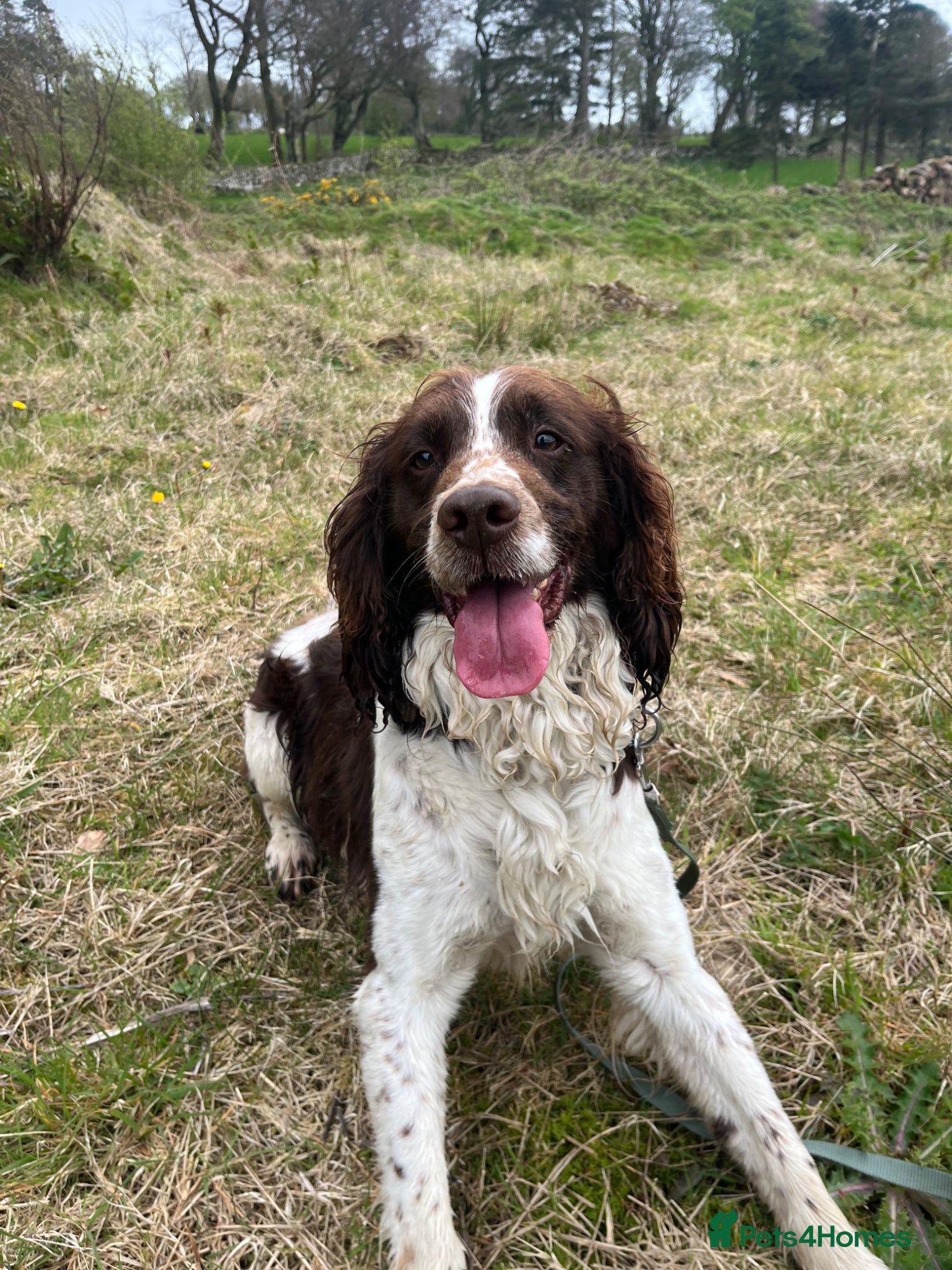 English Springer Spaniel dogs Dave. - Advert 1