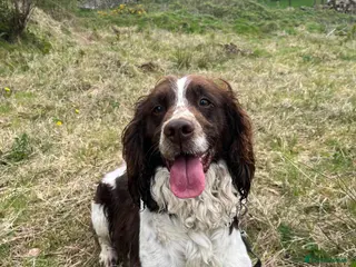 English Springer Spaniel dogs Dave. - Advert 13
