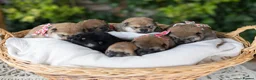 Japanese Shiba Inu dogs for sale: Outstanding original japanice Shiba Inu puppies  - Advert 1