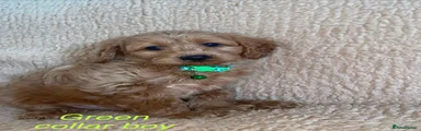 Cockapoo 5