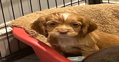 Cocker Spaniel dogs - Advert 5