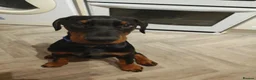 Dobermann dogs for sale: KC registered puppies  - Advert 3