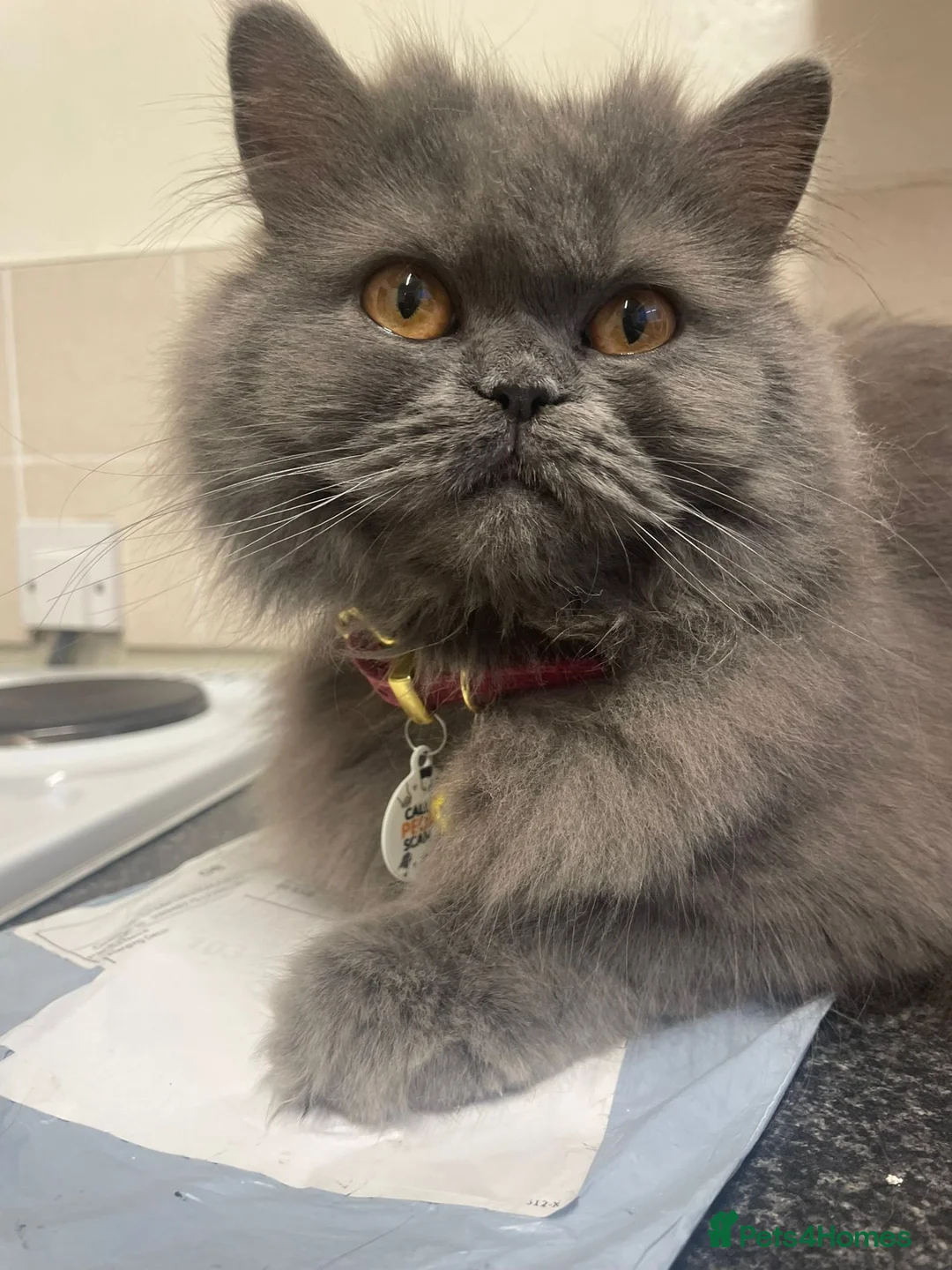 Russian Blue cats for sale: Russian blue girl for sale in Sheffield - Advert 6