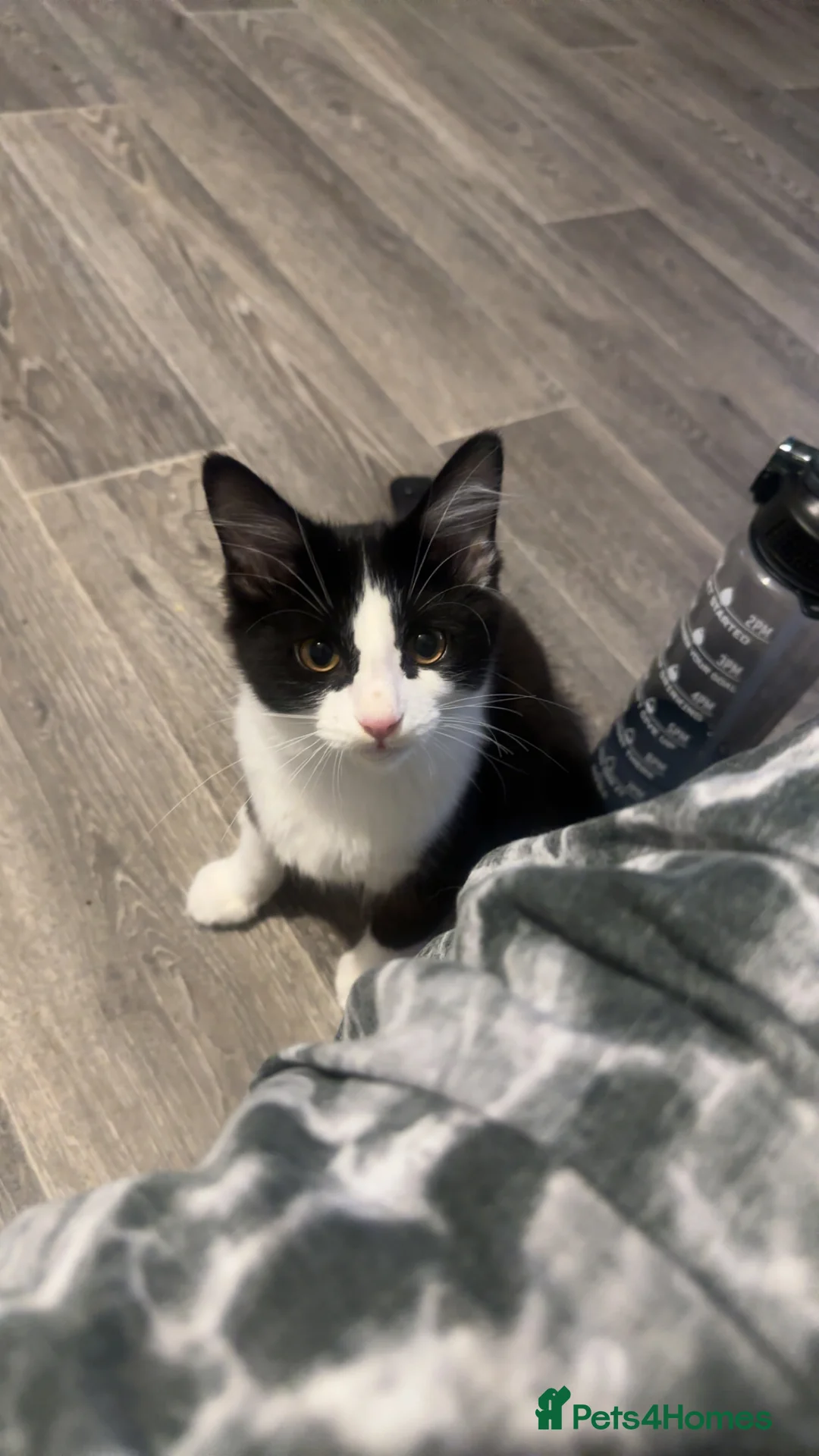 British Longhair cats for sale: Tuxedo male for sale (indoor cat) - Advert 3