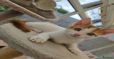 Mixed Breed cats - Advert 13