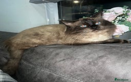 Ragdoll cats for stud: Stunning ragdoll for stud  - Image 4