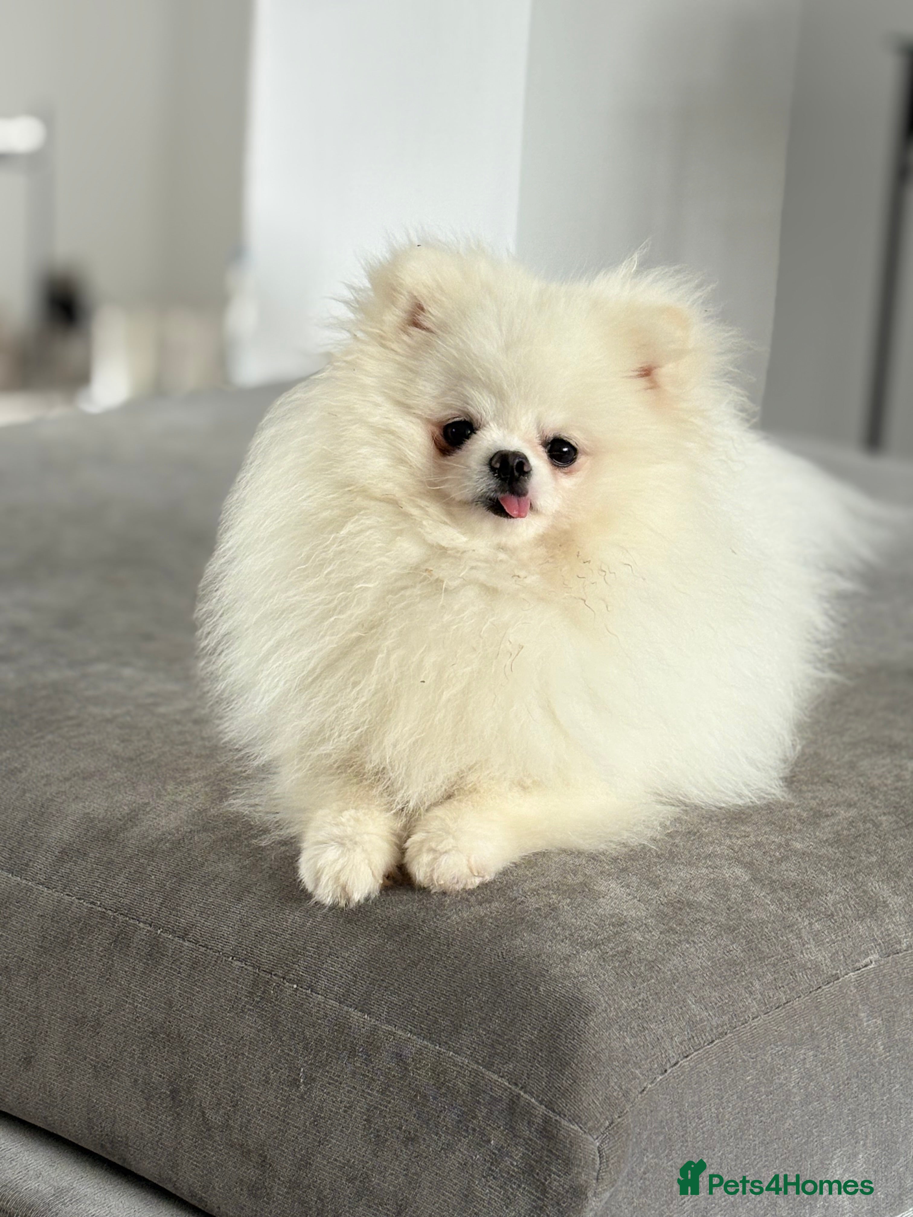 Pomeranian dogs White KC Pomeranian (Stud)  - Advert 16