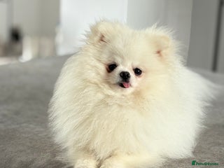 Pomeranian dogs White KC Pomeranian for stud only - Advert 1