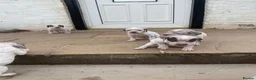 Braque du Bourbonnais dogs for sale: Braque du borbonnais puppies in Clydebank - Advert 4