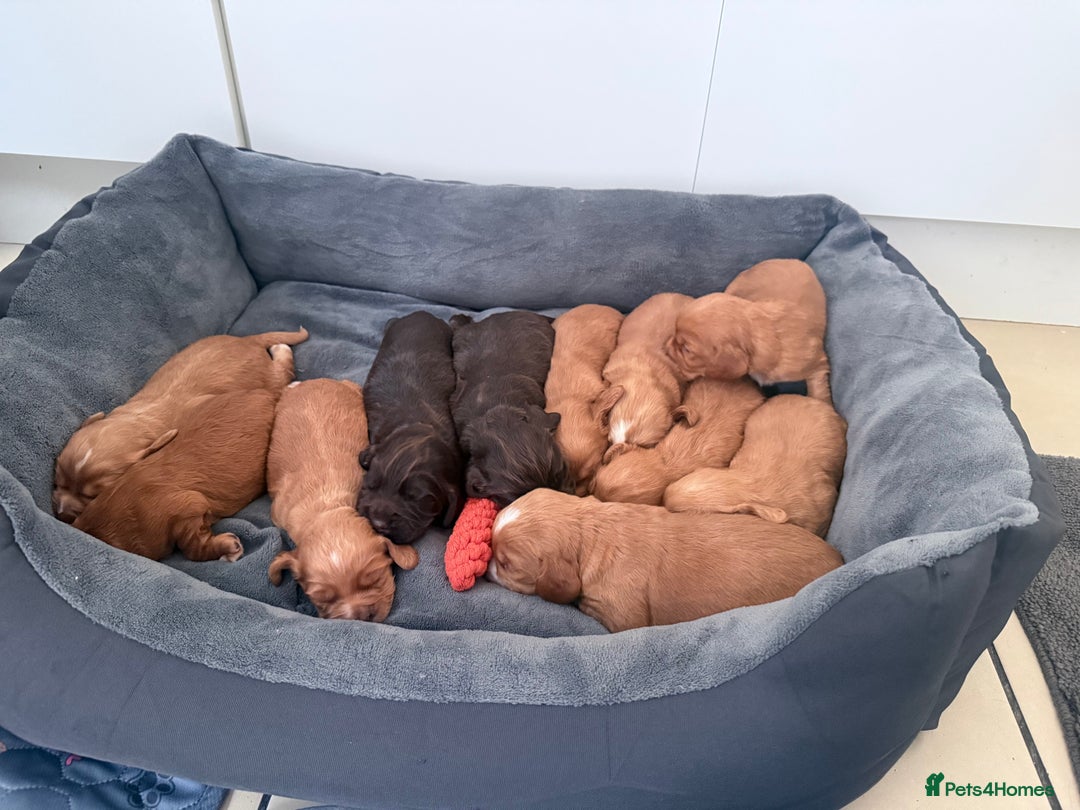 Cocker Spaniel dogs for sale: Kc reg cocker spaniels with 5 weeks insurance  - Advert 7