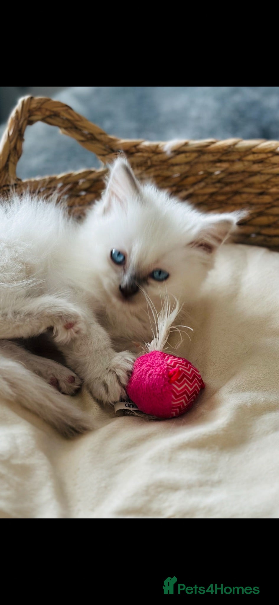 Ragdoll cats 🌺 GCCF WAITING LIST 🌺 - Advert 13