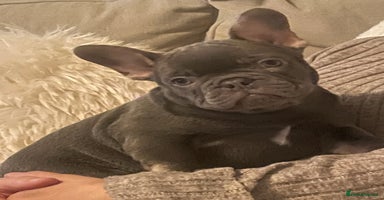 French Bulldog dogs - Advert 5