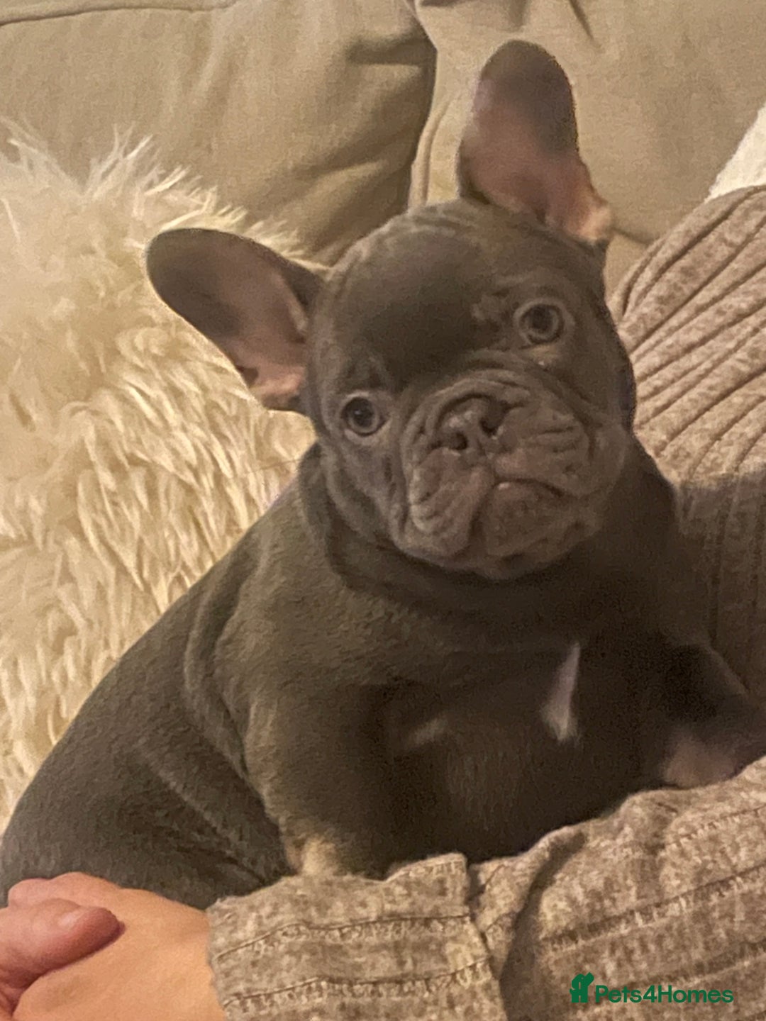 French Bulldog dogs for sale: Stunning French bulldogs  - Image 1