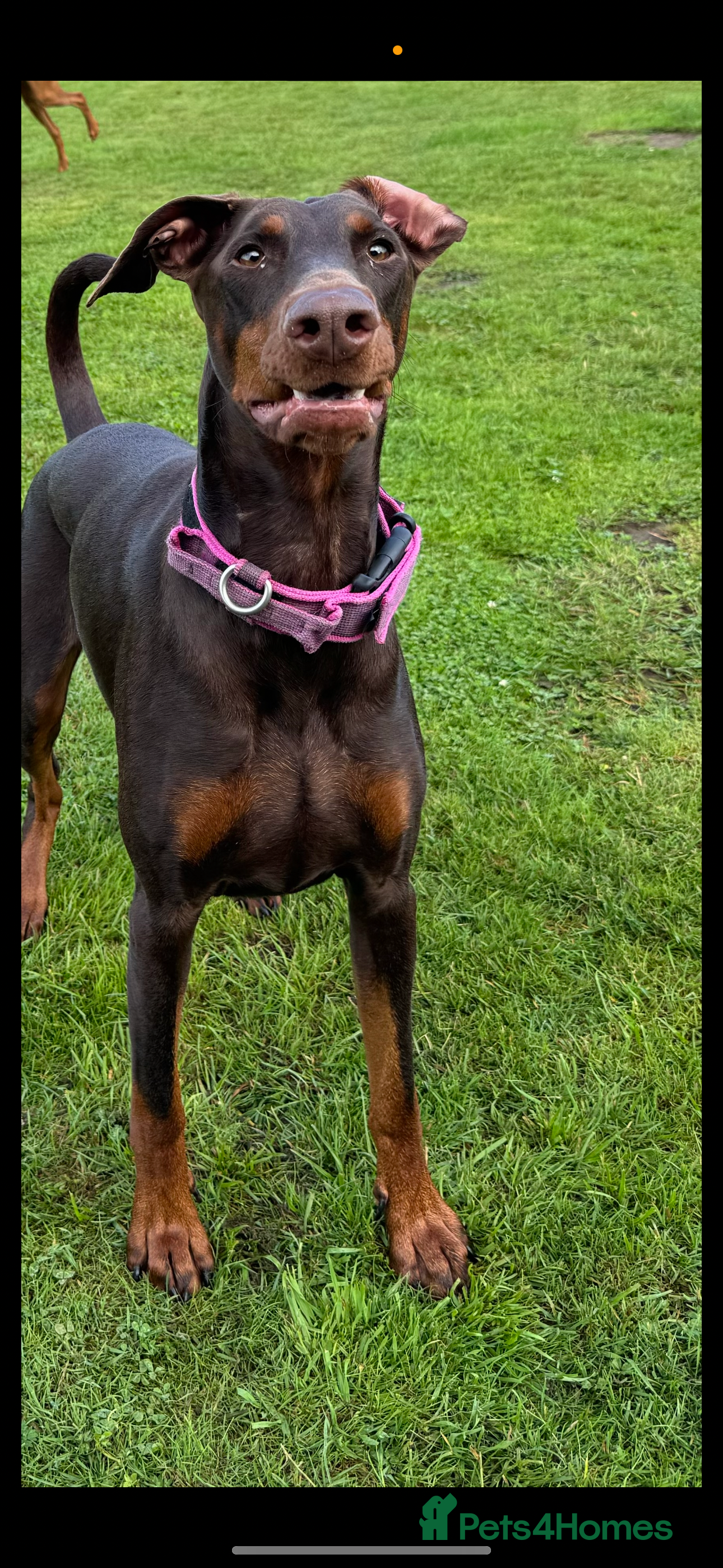 Dobermann dogs Chocolate Dobermans for sale- due 27/12/2025 - Advert 1