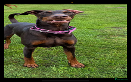 Dobermann dogs for sale: Chocolate Dobermans for sale- due 27/12/2025 - Advert 1