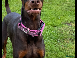 Dobermann dogs Chocolate Dobermans for sale- due 27/12/2025 - Advert 12