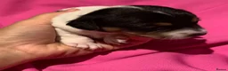 Jack Russell dogs for sale: Jack Russel blue merle - Advert 20