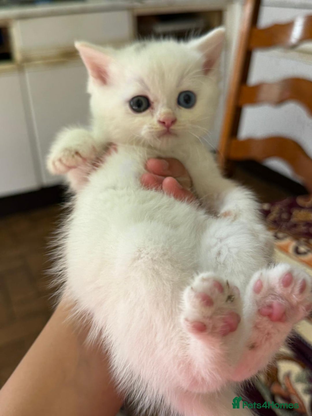 Mixed Breed cats for sale: White Persian mixed breed  - Advert 5