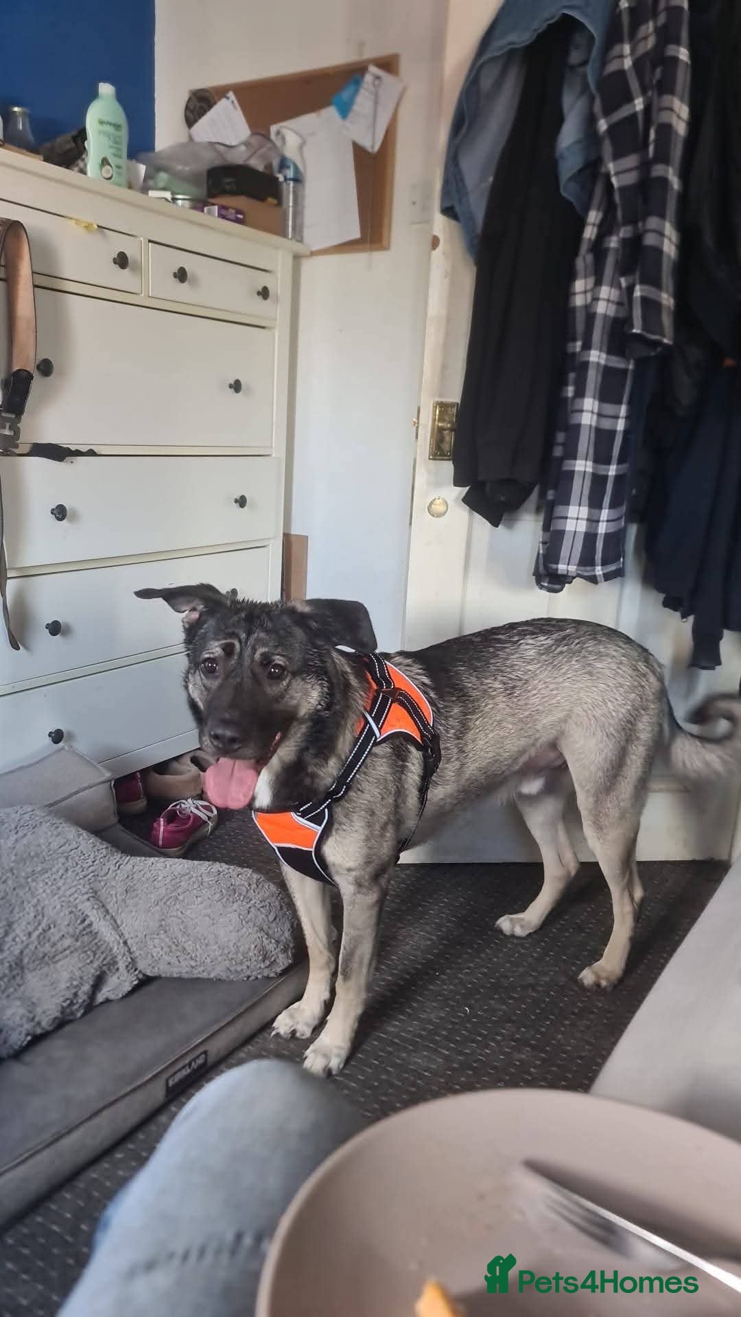 Mixed Breed dogs for adoption: Meet Fagan, currently residing in Durham - Advert 2