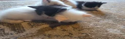 Maine Coon cats for sale: Maine×ragdoll - Advert 5